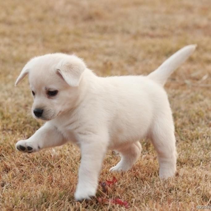 中华田园犬幼犬狗狗活物四眼纯种家养黄狗白狗黑狗白色土狗纯白狗 - 图0