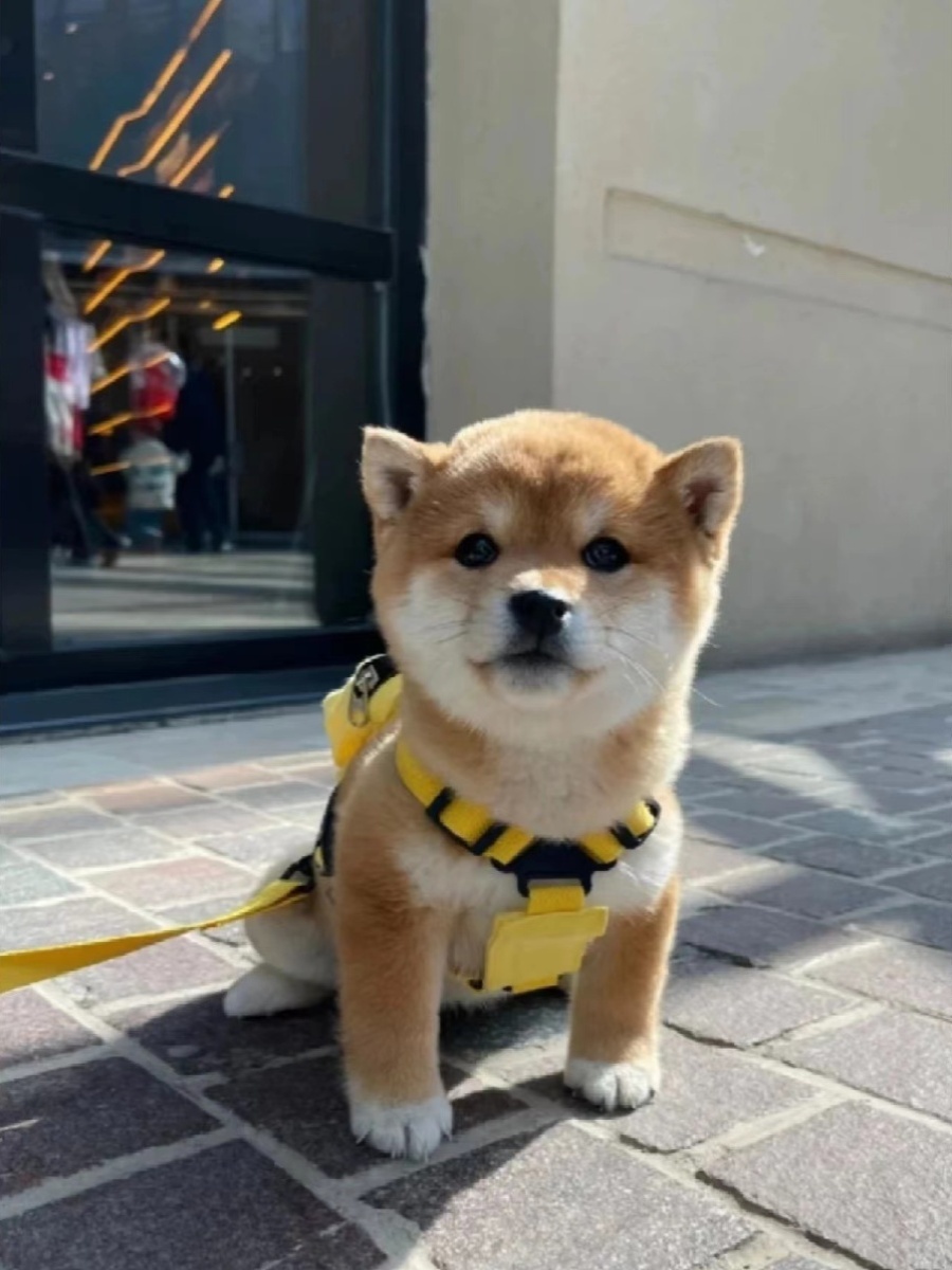 混血柴犬幼犬小型犬非纯种日本柴犬赤柴黑柴幼崽活物正宗白宠物狗 - 图3