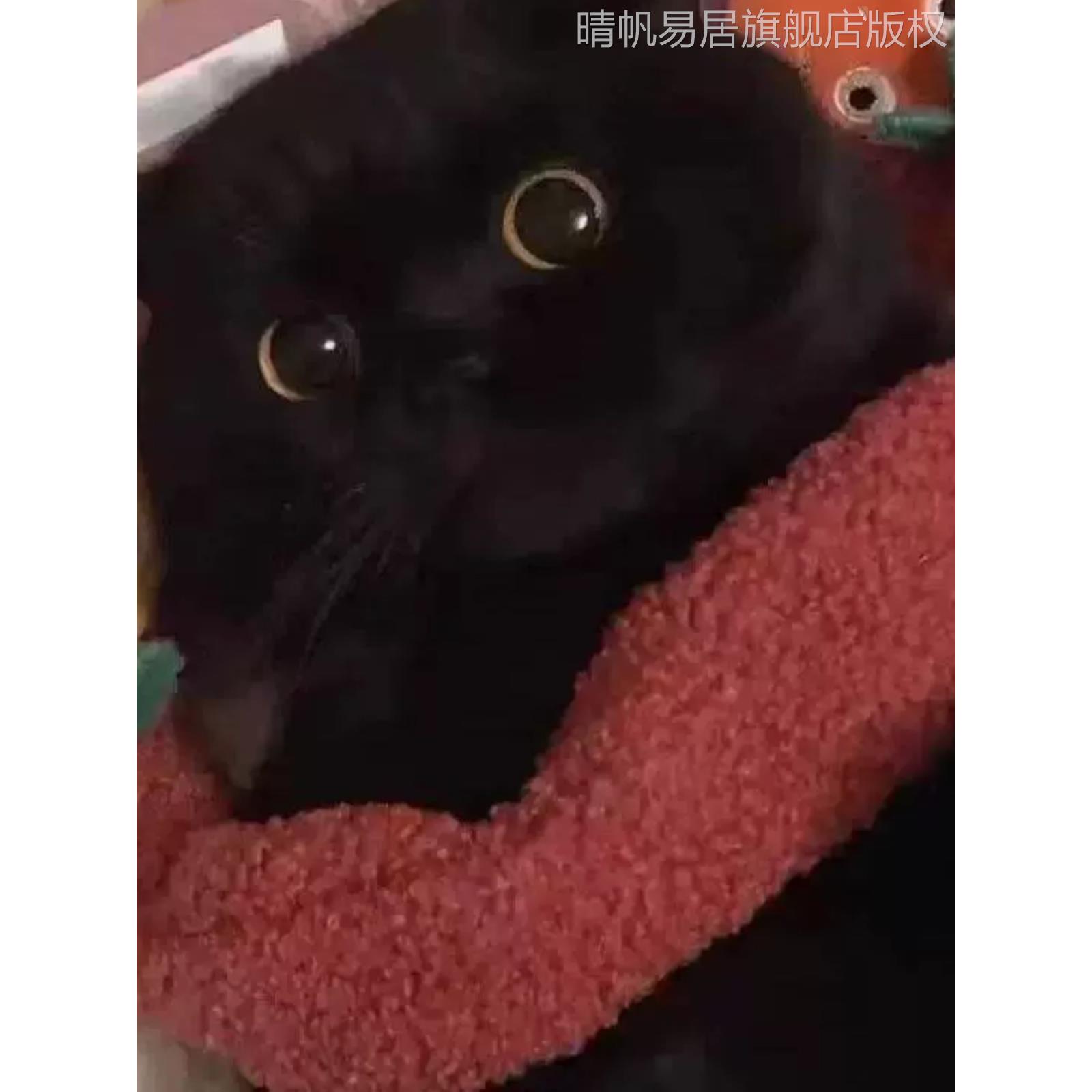 玄猫纯黑猫咪家养小猫咪活物黑色纯黑无杂毛大猫活物短毛可爱黑猫-图1