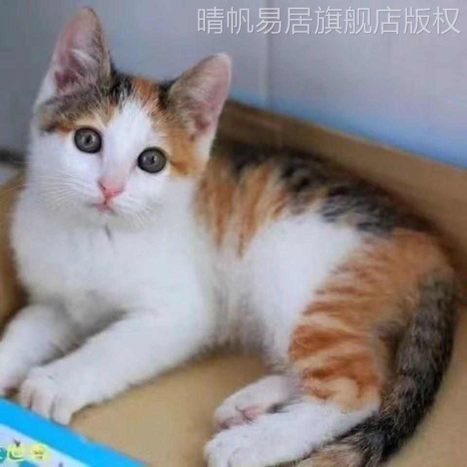 便宜小猫咪狸花猫土猫抓老鼠猫咪活体中华田园猫小花猫崽橘白猫咪-图2