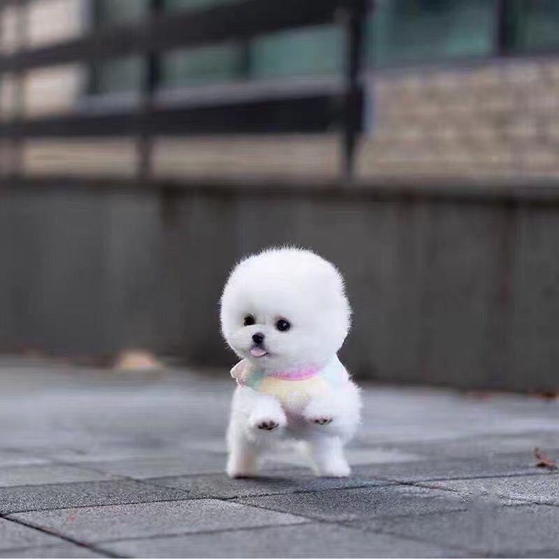 博美幼犬可爱活物长不大博美茶杯犬俊介小型犬袖珍白色宠物狗幼崽 - 图2