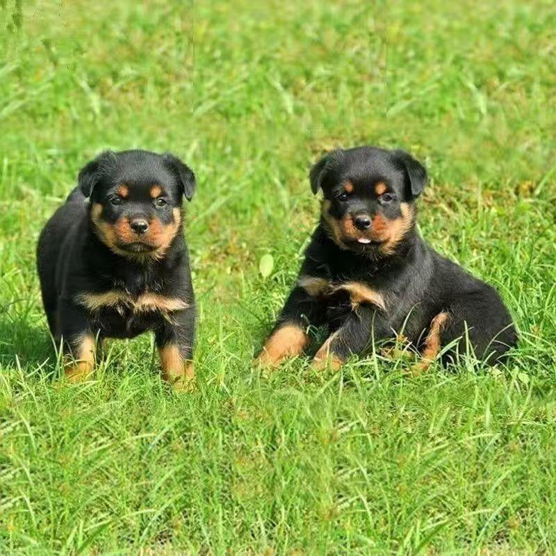 四眼铁包金幼犬中华田园犬土狗黄狗白面纯黑狗白狗大型犬四眼狗狗 - 图0