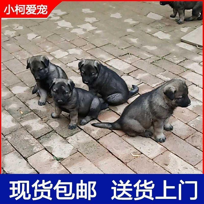 狼青幼犬纯种中华田园犬大型犬昆明犬看家护院猛犬纯种警犬护卫犬 - 图1