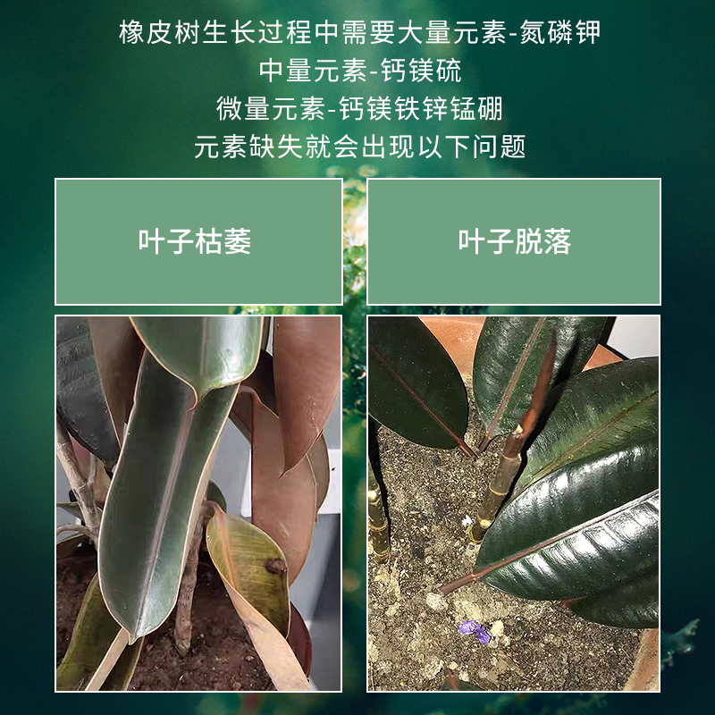 橡皮树肥料橡皮树专用肥料橡皮树营养液橡皮树专用土改善黄叶落叶 - 图1