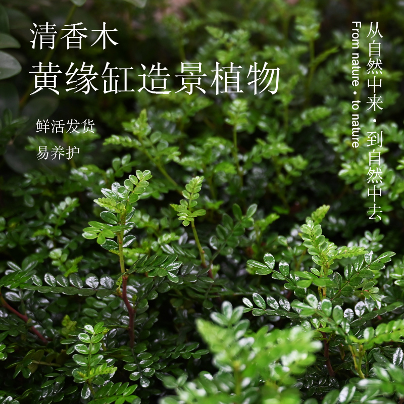 黄缘闭壳龟环境专用植物养殖箱造景绿植安缘半水龟布景材料套餐 - 图2