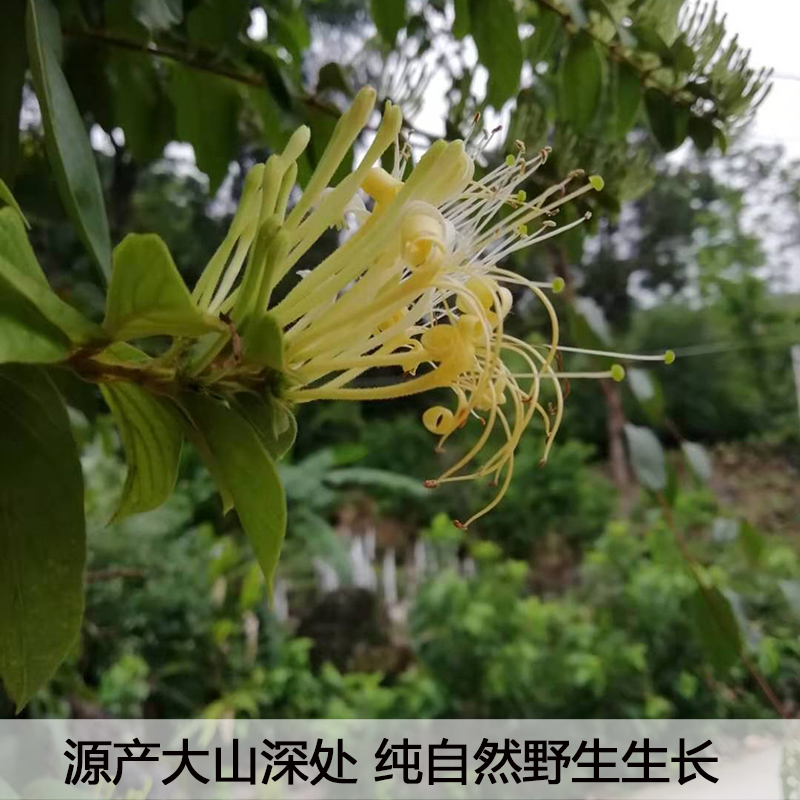 野生金银花干花特级散装凉茶天然晾晒宝宝洗澡无硫中药250g清火茶