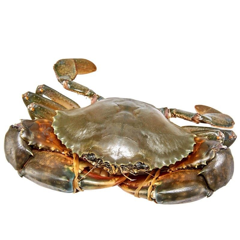 青蟹鲜活螃蟹超大特大公蟹2斤海捕红膏蟹肉蟹红鲟海蟹大青蟹醉蟹