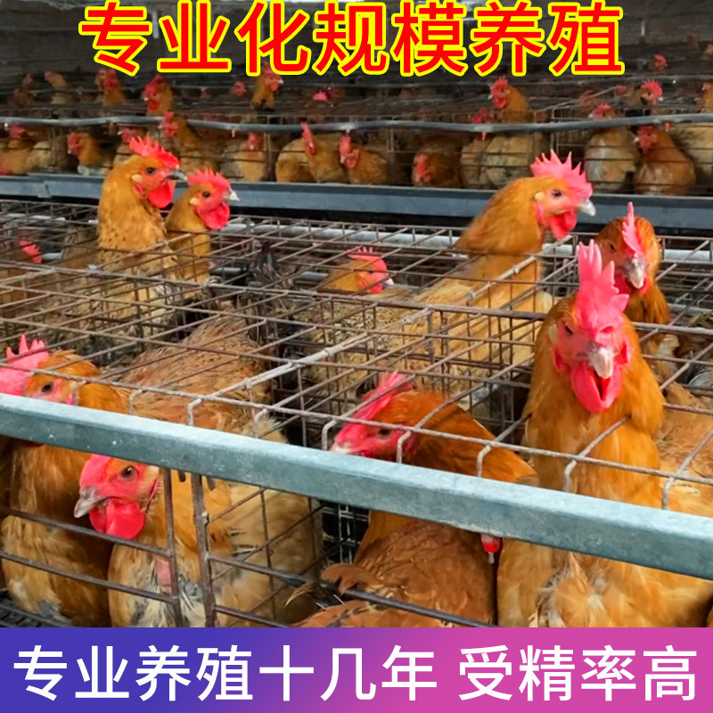 金芦花鸡种蛋受精蛋可孵化种蛋受精鸡蛋纯土鸡种蛋孵小鸡的蛋包邮,淘宝优惠券,粉丝福利购,淘宝优惠卷