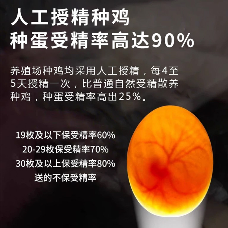 金芦花鸡种蛋受精蛋可孵化种蛋受精鸡蛋纯土鸡种蛋孵小鸡的蛋包邮,淘宝优惠券,粉丝福利购,淘宝优惠卷