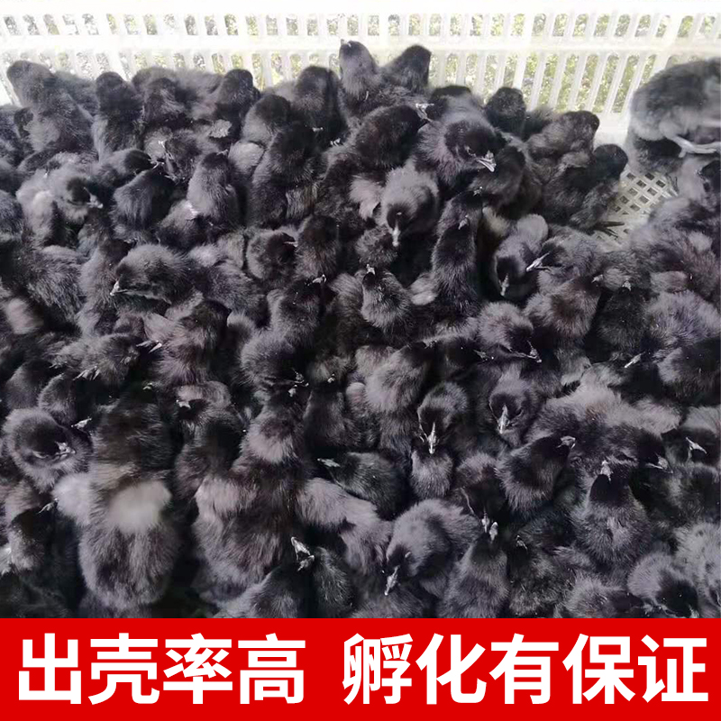 纯种五黑鸡种蛋受精蛋可孵化鸡蛋高产乌骨鸡受精卵土鸡绿壳受精蛋,淘宝优惠券,粉丝福利购,淘宝优惠卷