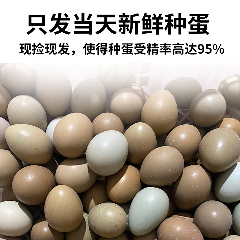 纯种七彩山鸡种蛋受精蛋可孵化种鸡蛋孔雀蓝山鸡野鸡种蛋高受精率,淘宝优惠券,粉丝福利购,淘宝优惠卷