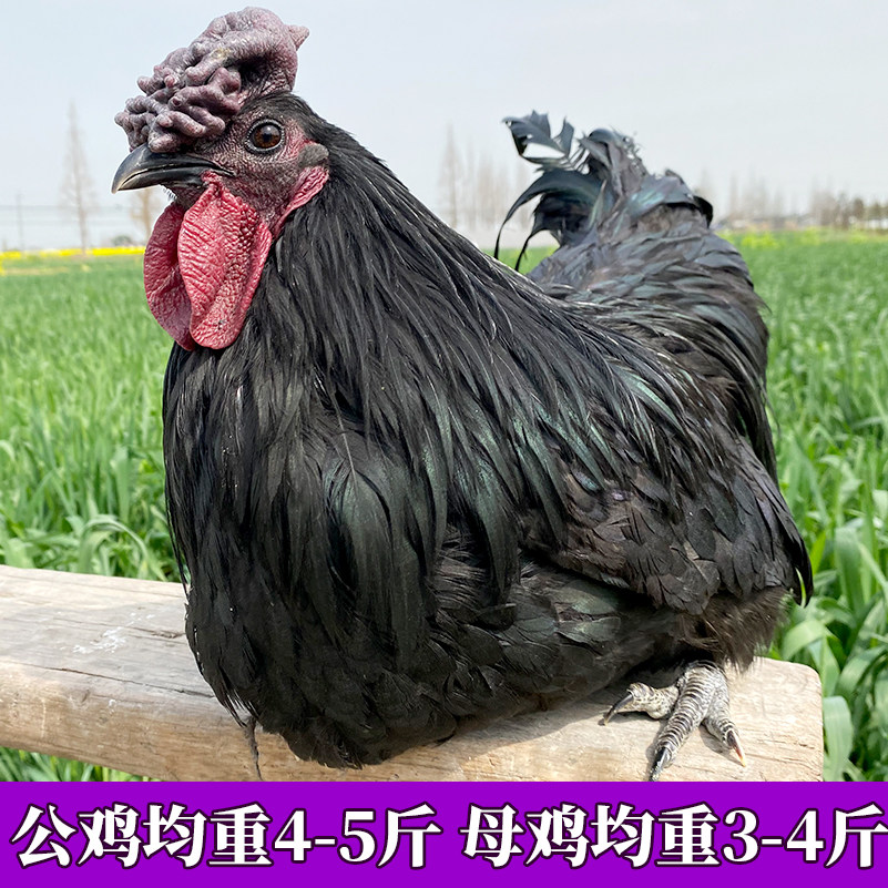 纯种万源旧院黑鸡种蛋受精蛋可孵化高产绿壳五黑鸡土鸡种蛋鸡苗,淘宝优惠券,粉丝福利购,淘宝优惠卷