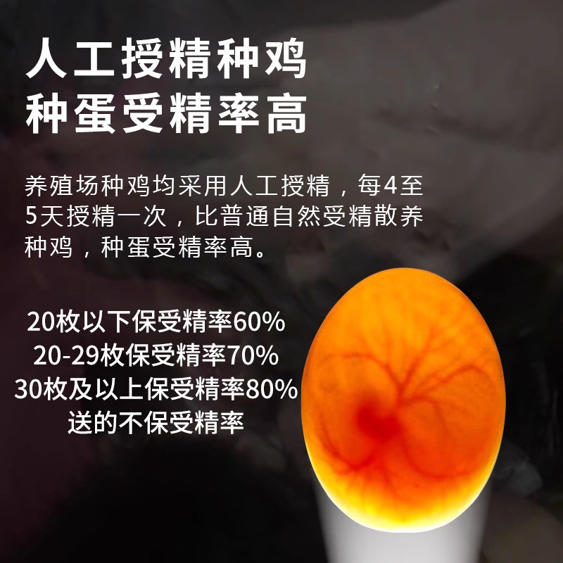 麒麟鸡翻毛鸡种蛋受精蛋可孵化鸡苗正宗倒毛卷毛土鸡种蛋品种纯正,淘宝优惠券,粉丝福利购,淘宝优惠卷