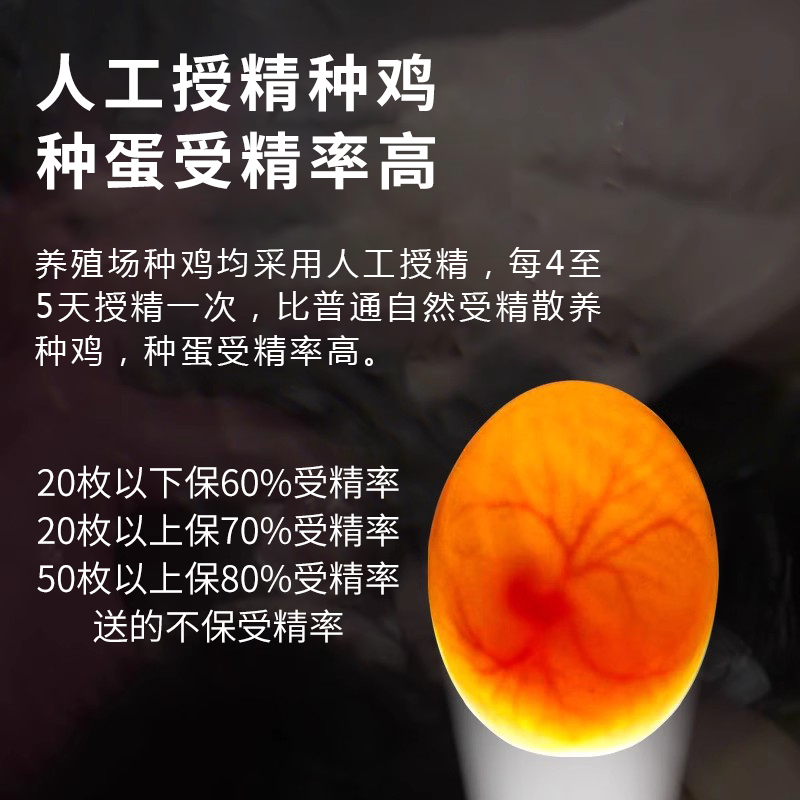种蛋受精蛋可孵化快大土鸡青脚麻鸡九斤红瑶肉鸡种蛋鸡苗专业批发 - 图3
