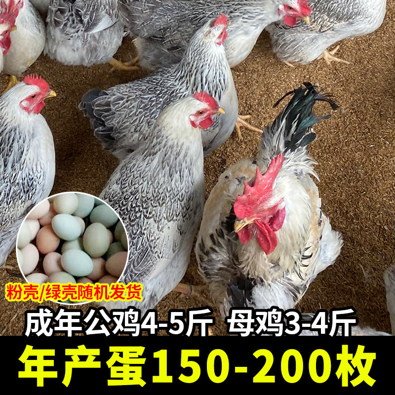 纯种白芦花鸡种蛋受精蛋可孵化鸡苗高产汶上芦花鸡土鸡种蛋肉细嫩,淘宝优惠券,粉丝福利购,淘宝优惠卷