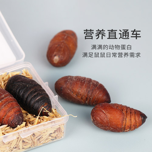 仓鼠零食花枝鼠蚕蛹宠物吃的新鲜活蝉蛹金丝熊粮食蜜袋鼯刺猬鸟食 - 图0