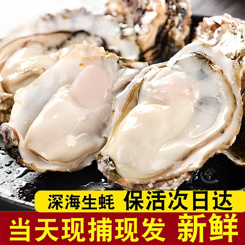 乳山生蚝鲜活超大海鲜鲜活海蛎子现捞商用烧烤10斤生蚝鲜活批发-图0