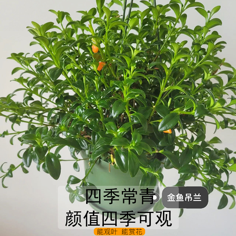 金鱼花吊兰盆栽花卉植物室内四季开花不断阳台办公室垂吊好养绿植