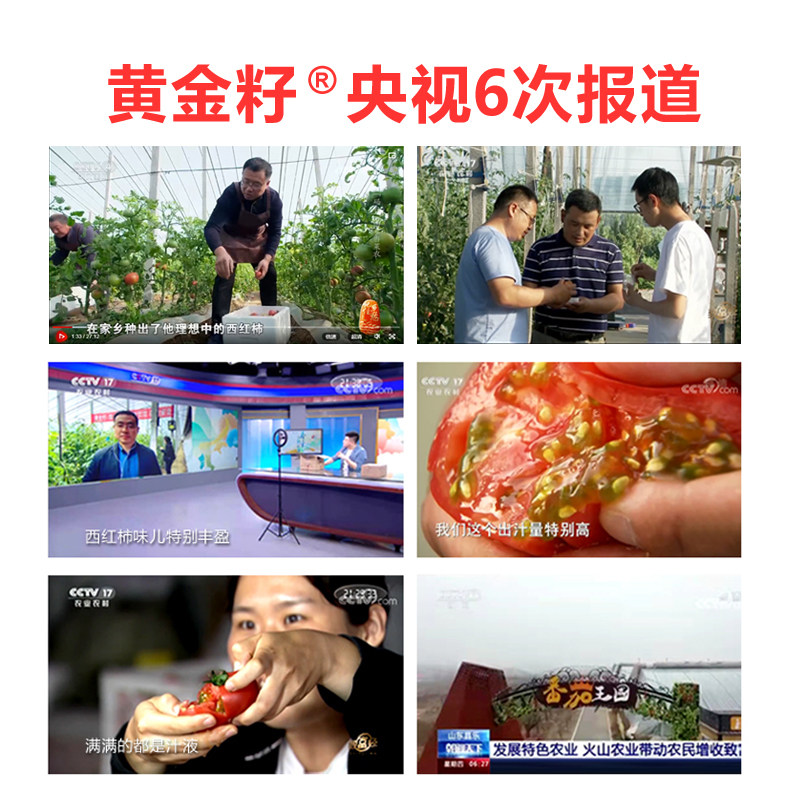 黄金籽西红柿新鲜自然熟生吃番茄酸甜现摘现发水果柿子4.8斤,淘宝优惠券,粉丝福利购,淘宝优惠卷