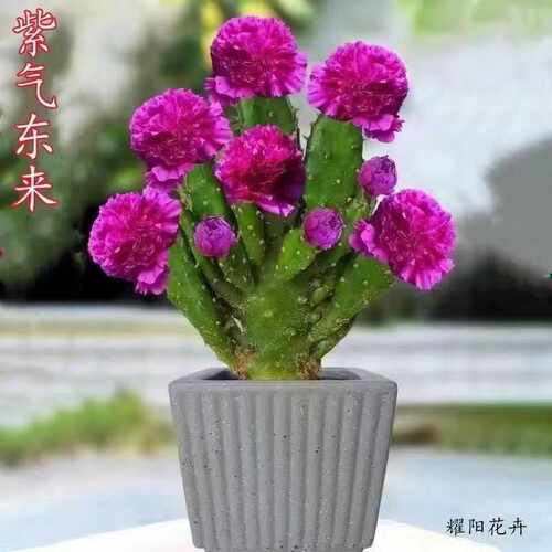 新品进口仙人掌姬珊瑚千手观音懒人花卉浓香型大花耐热耐旱易成活 - 图1
