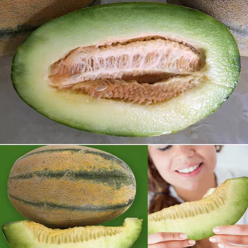 Синьцзян Специализированный старик дыня циасексин черные бровей гаши дыня свежие фрукты беременные женщины здоровые фрукты дыни дыни дыни.