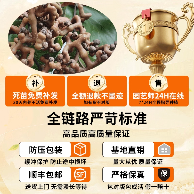 拐枣苗树盆栽南北方种植当年结果拐枣树活苗嫁接金钩梨万寿果树苗,淘宝优惠券,粉丝福利购,淘宝优惠卷
