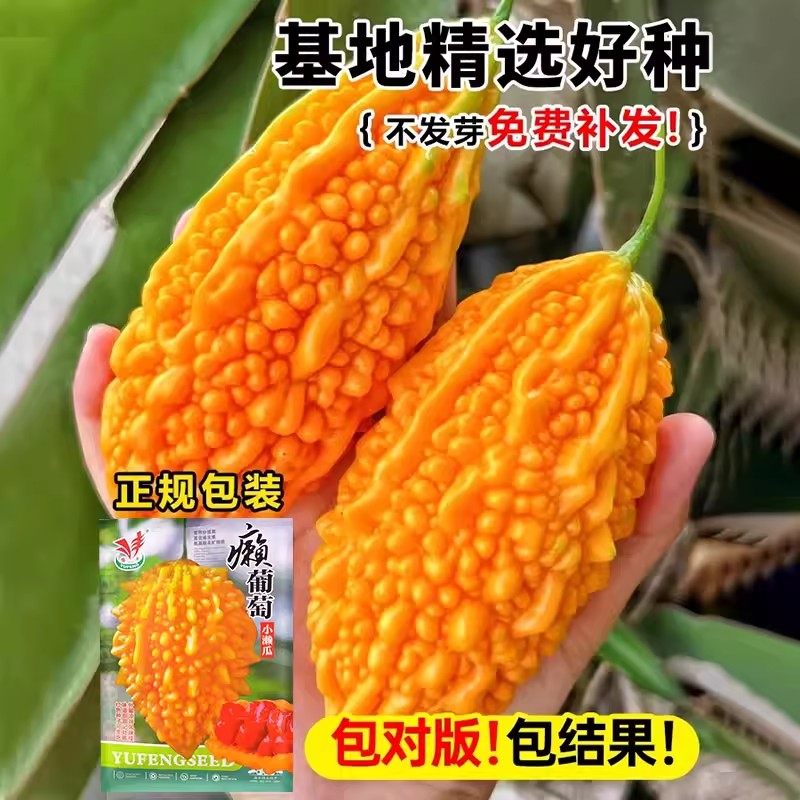 赖葡萄种子籽濑瓜苦瓜金铃子蔬菜水果种子孑四季种植阳台庭院盆栽,淘宝优惠券,粉丝福利购,淘宝优惠卷