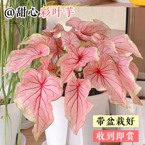彩叶芋盆栽芋类彩色绿植大全室内好养水培植物粉色飞溅海芋竹花卉 - 图0