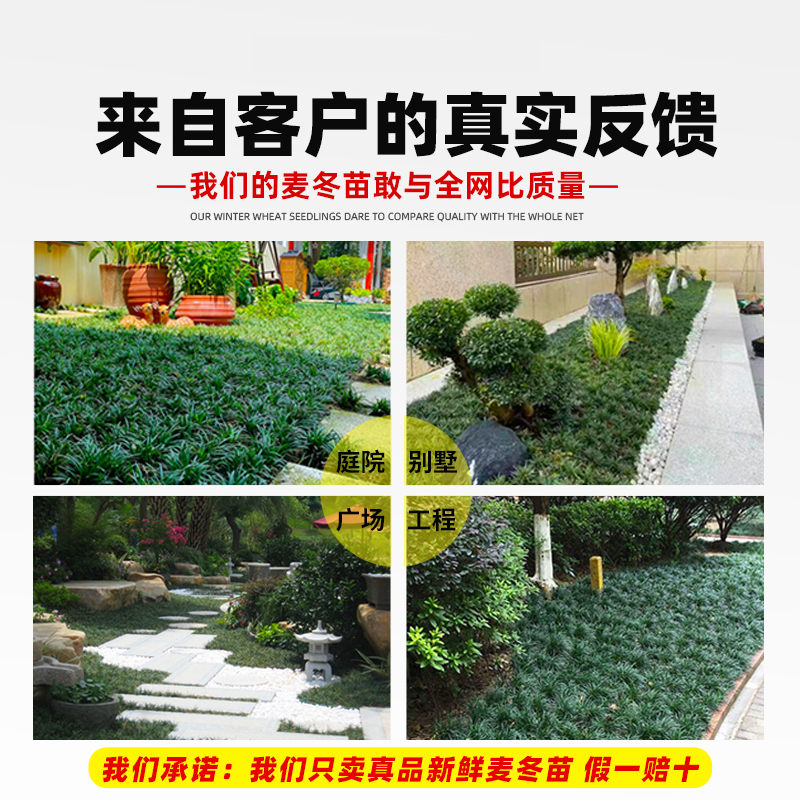日本矮麦冬草苗带土麦冬草苗玉龙草别墅庭院园林耐寒绿化草坪植物 - 图3