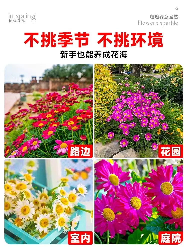 除虫菊花种籽子多年生小雏菊花种籽驱蚊草驱虫菊室外阳台易活花籽