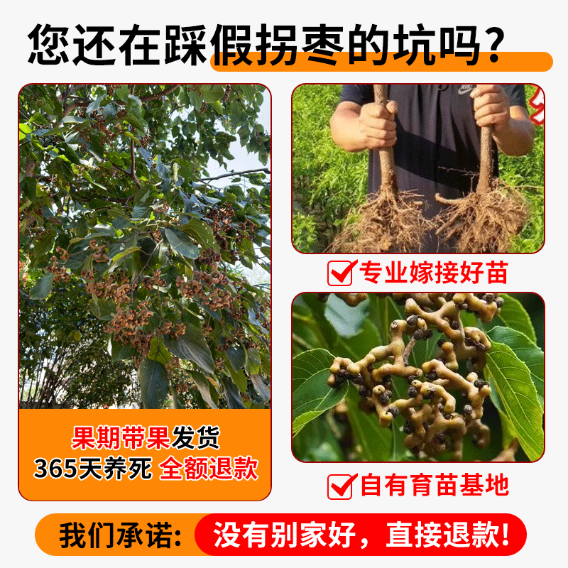 拐枣苗树盆栽南北方种植当年结果拐枣树活苗嫁接金钩梨万寿果树苗,淘宝优惠券,粉丝福利购,淘宝优惠卷