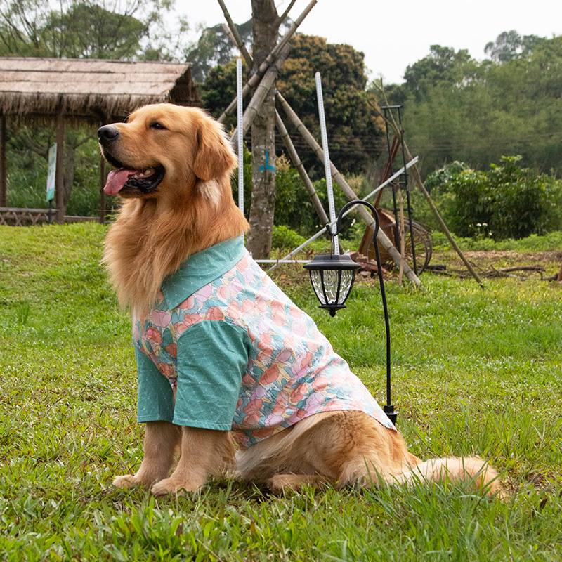 金毛边牧裙子中大型犬荷叶南瓜裙宠物衣服小狗猫衬衫情侣夏季纯棉 - 图2