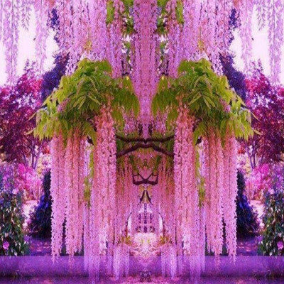 紫藤树苗爬藤植物阳台庭院围墙多季开花攀援长穗花卉盆栽室外耐寒 - 图2