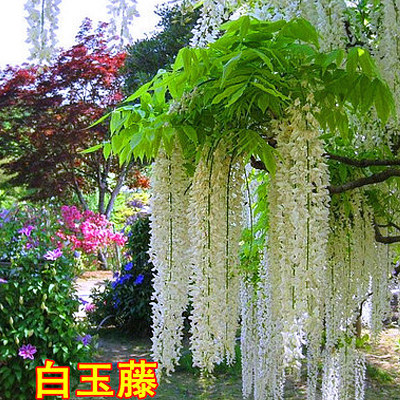 紫藤花树苗爬藤植物庭院围墙春季开花盆栽花苗绿植花卉藤蔓紫藤萝 - 图0