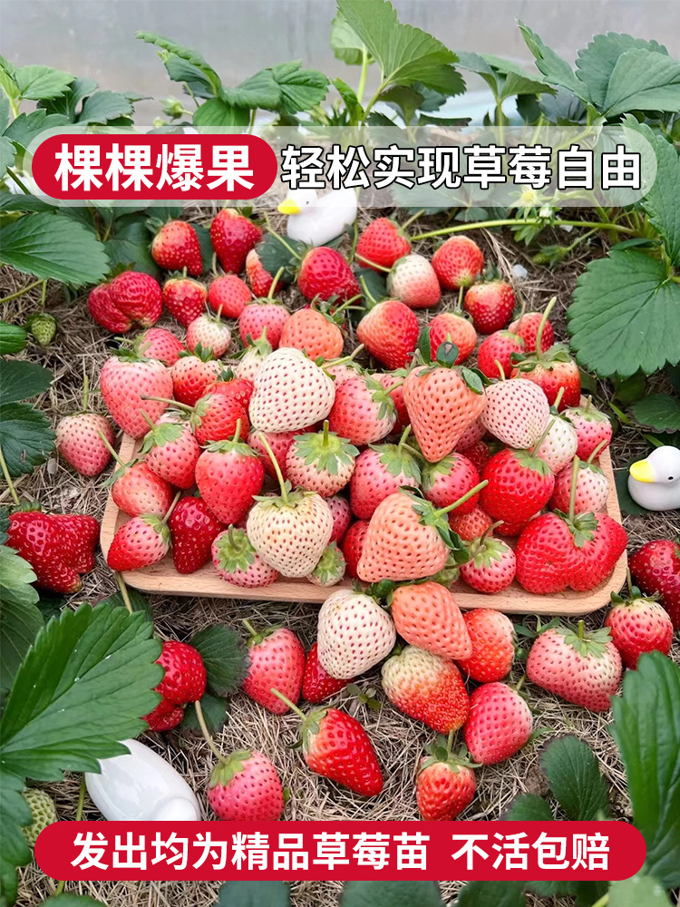 奶油草莓苗盆栽带盆土花果红颜四季结果可食用南方阳台种植新苗秧 - 图2