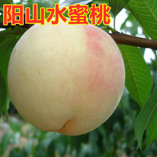 早熟水蜜桃树苗嫁接阳山树南方北方种植桃子苗树果树果苗当年结果 - 图0