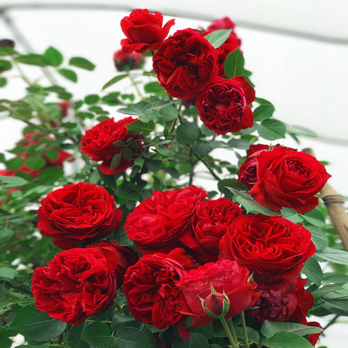 【1米6大苗】蔷薇花苗爬藤植物庭院藤本月季爬墙玫瑰四季花卉盆栽 - 图2