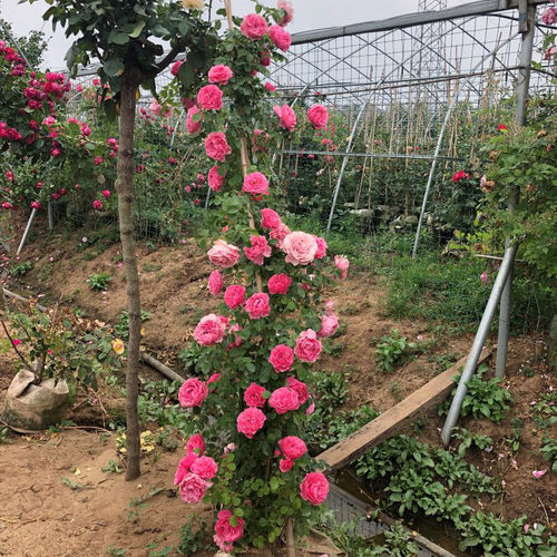 蔷薇花苗爬藤植物庭院爬墙玫瑰花盆栽藤本月季特大花四季花卉浓香 - 图2