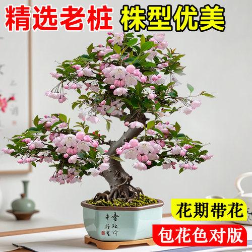 海棠花盆栽四季开花树苗老桩盆景客厅花卉绿植室外庭院植物好养活 - 图1
