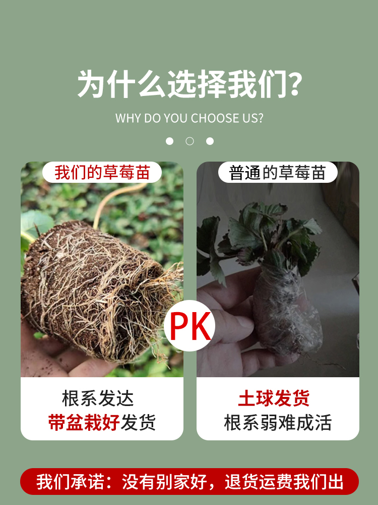 奶油草莓苗盆栽带盆土花果红颜四季结果可食用南方阳台种植新苗秧 - 图0