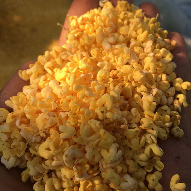 桂花干花新鲜金桂花茶新花食用烘焙干桂花茶花茶奶茶泡水酒桂花蜜