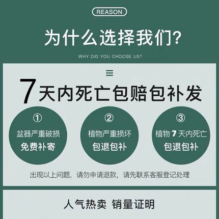 香妃山茶花盆栽带花苞五色赤丹花卉植物室内好养茶花树苗四季开花