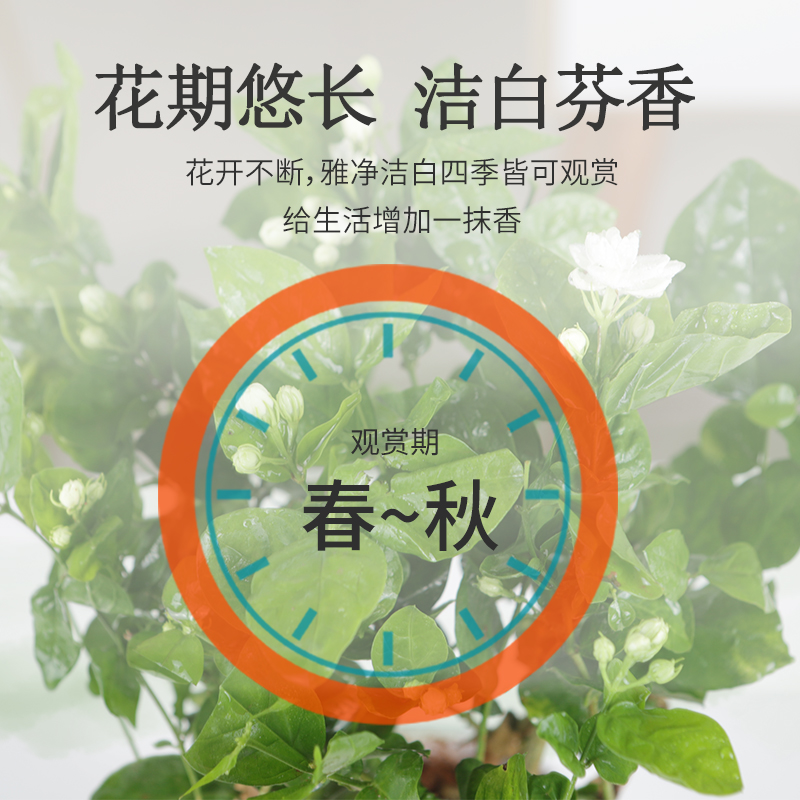 茉莉花苗盆栽带花苞栀子花卉植物室内绿植九里香浓香四季开花好养 - 图0