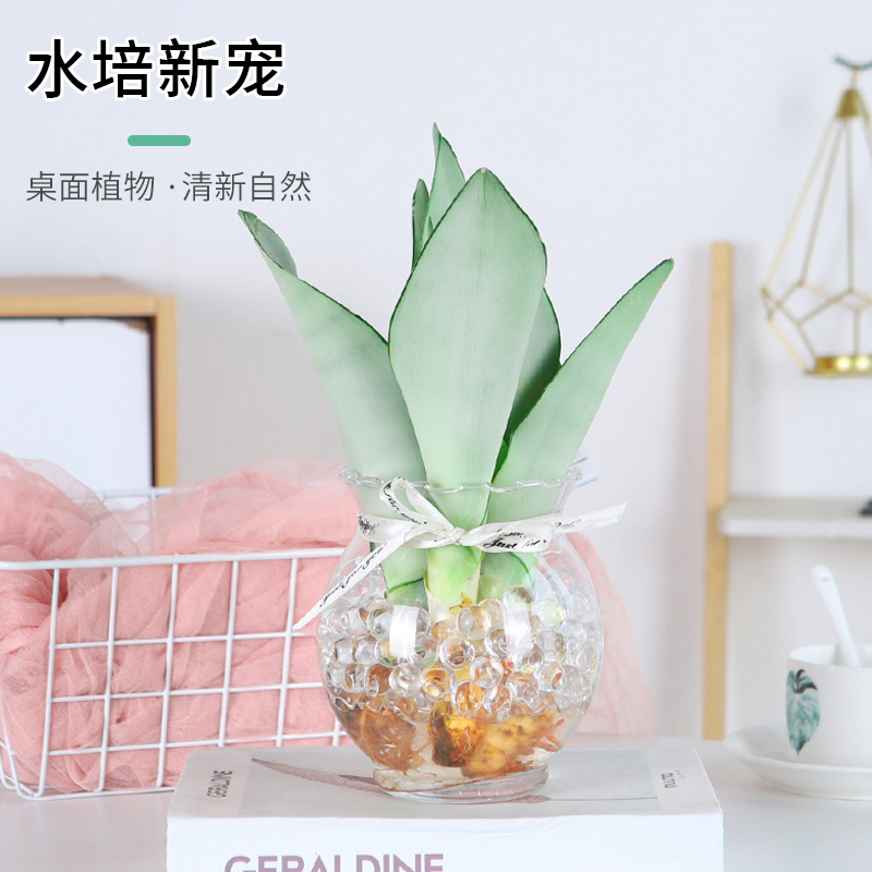 水培白玉兰虎皮兰小盆栽好养易活水养植物办公室内桌面绿植客厅