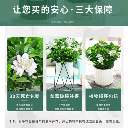 栀子花盆栽花卉植物室内带花苞阳台水培绿植浓香型大树苗四季好养 - 图1