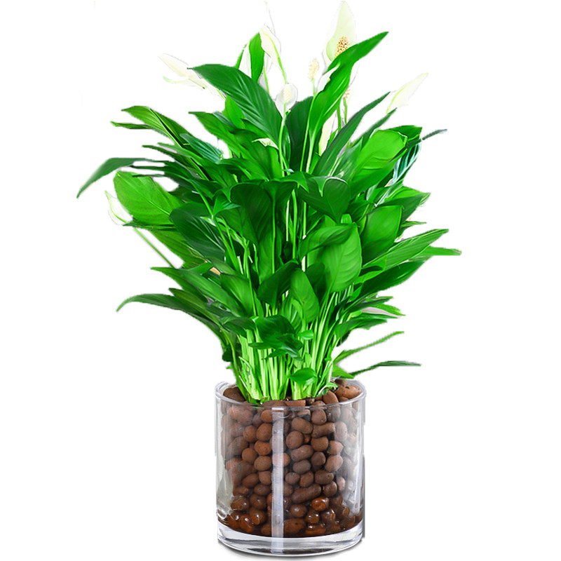 白掌盆栽一帆风顺水培植物室内好养花卉大盆绿植水养红掌四季易活
