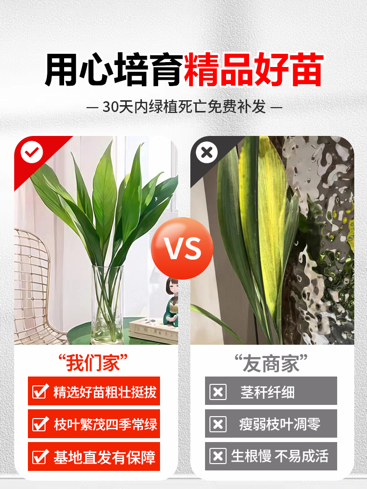 一叶兰四季常青盆栽办公室水培植物网红摆件室内好养耐寒净化空气 - 图0