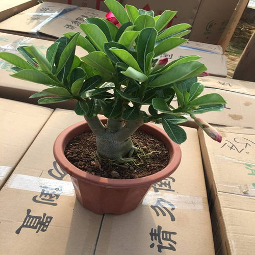重瓣沙漠玫瑰花苗盆栽四季花卉绿植物老桩室内阳台小盆景开花不断 - 图0
