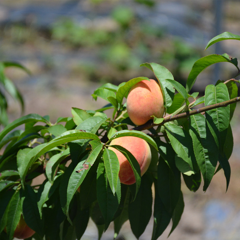 桃树果苗四川龙泉水蜜桃树果苗嫁接苗水果树盆栽地栽树苗南方种植,淘宝优惠券,粉丝福利购,淘宝优惠卷