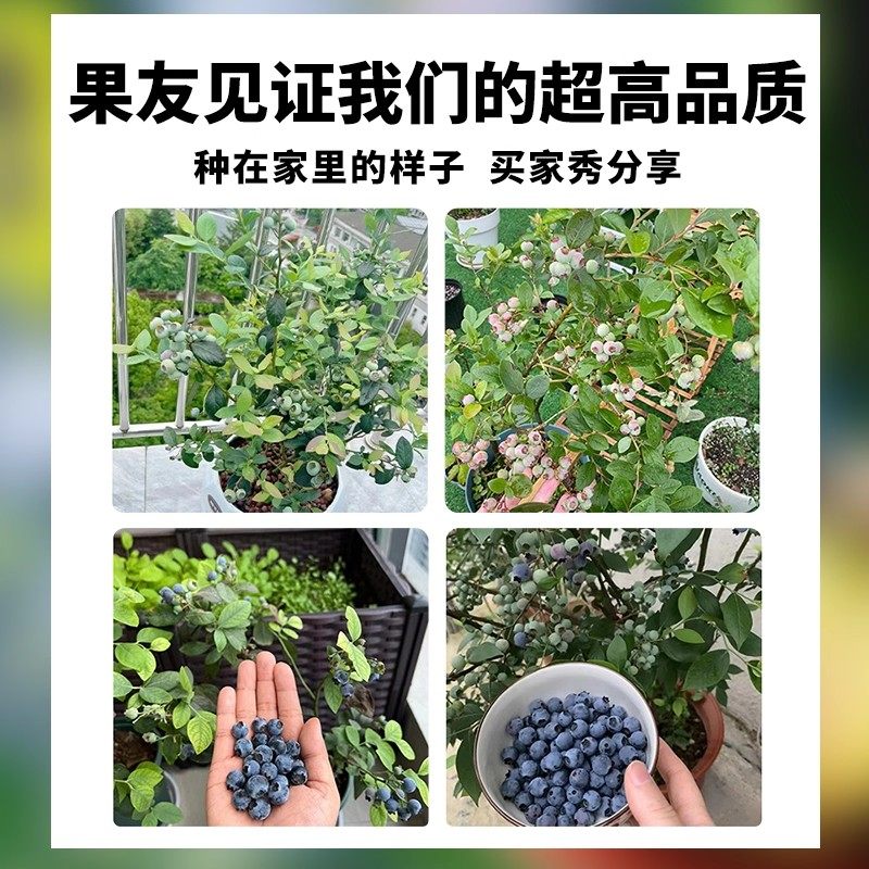 蓝莓树果苗盆栽带果子室内阳台南北方地栽耐寒花香蓝莓树矮化好养,淘宝优惠券,粉丝福利购,淘宝优惠卷